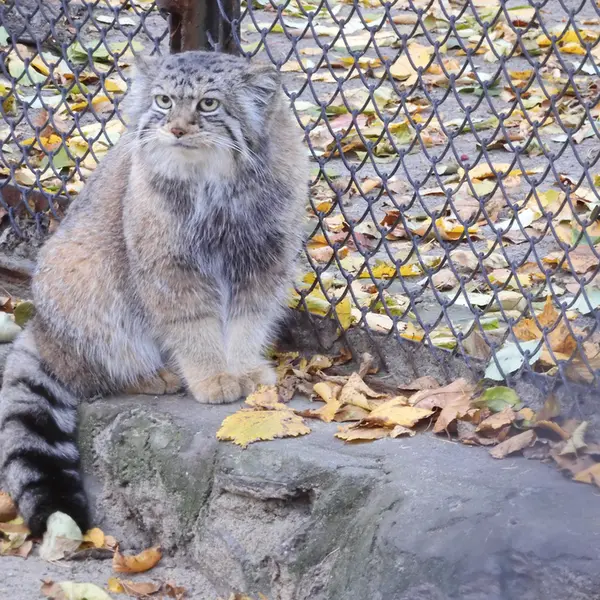 ノヴォシビルスク動物園のイヴの写真