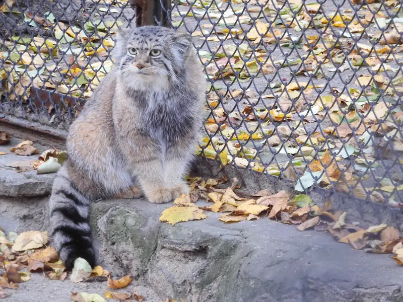 ノヴォシビルスク動物園のイヴの写真