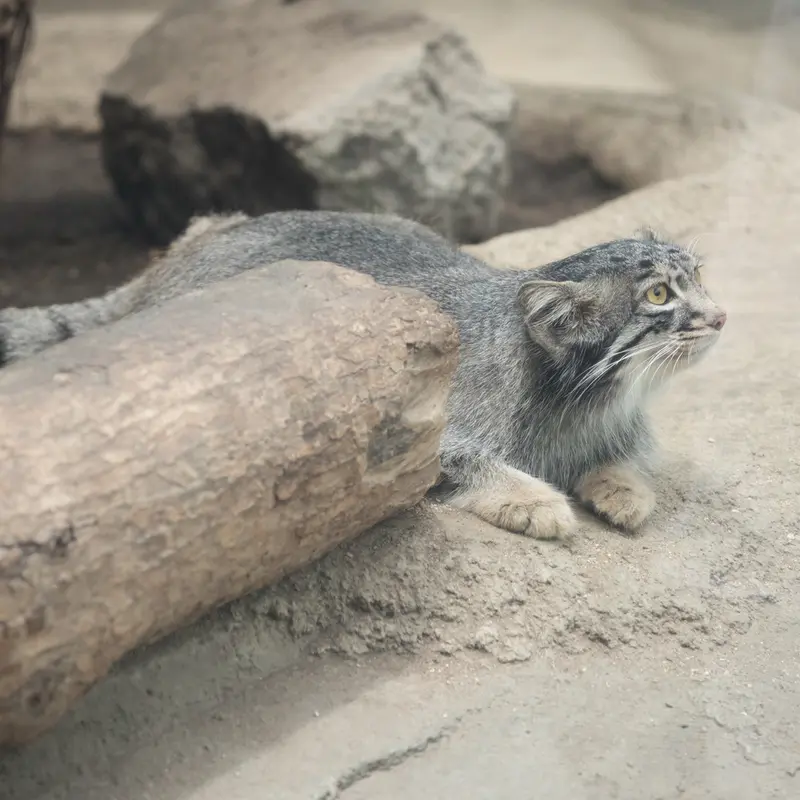 神戸どうぶつ王国のメイの写真