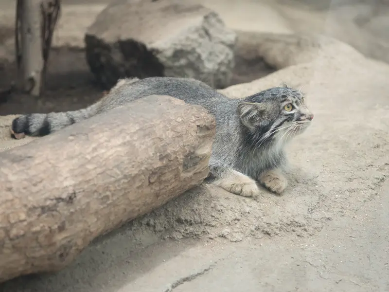 神戸どうぶつ王国のメイの写真