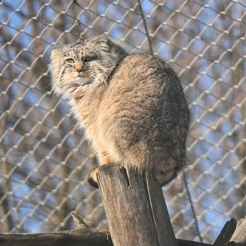 コルケアサーリ動物園のアルカスの写真