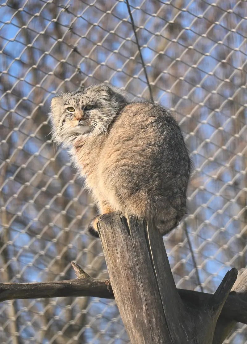 コルケアサーリ動物園のアルカスの写真