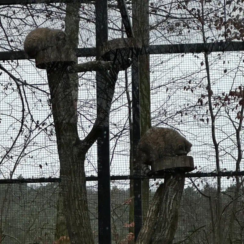 グダニスク動物園のウラとマヌエルの写真
