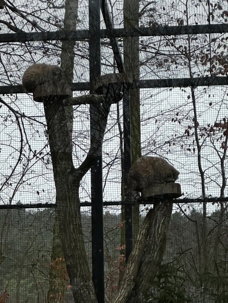 グダニスク動物園のウラとマヌエルの写真