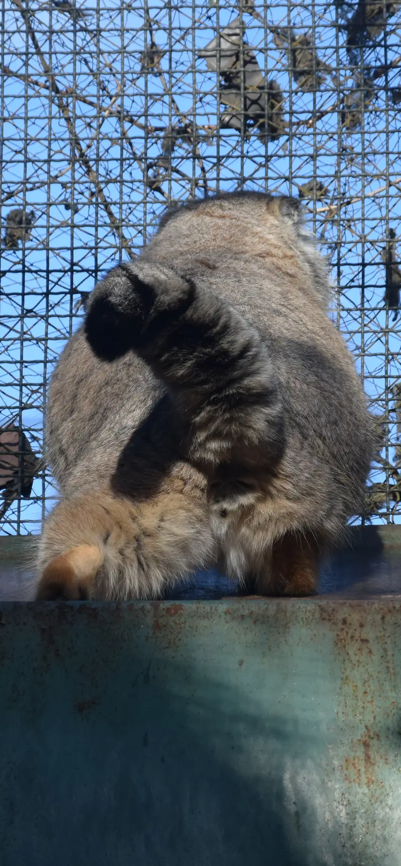 ブダペスト動物園・植物園のボフスの写真