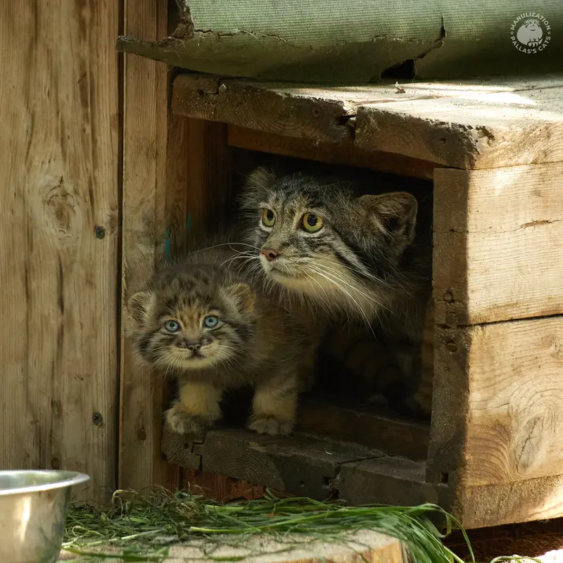ノヴォシビルスク動物園のミアの写真