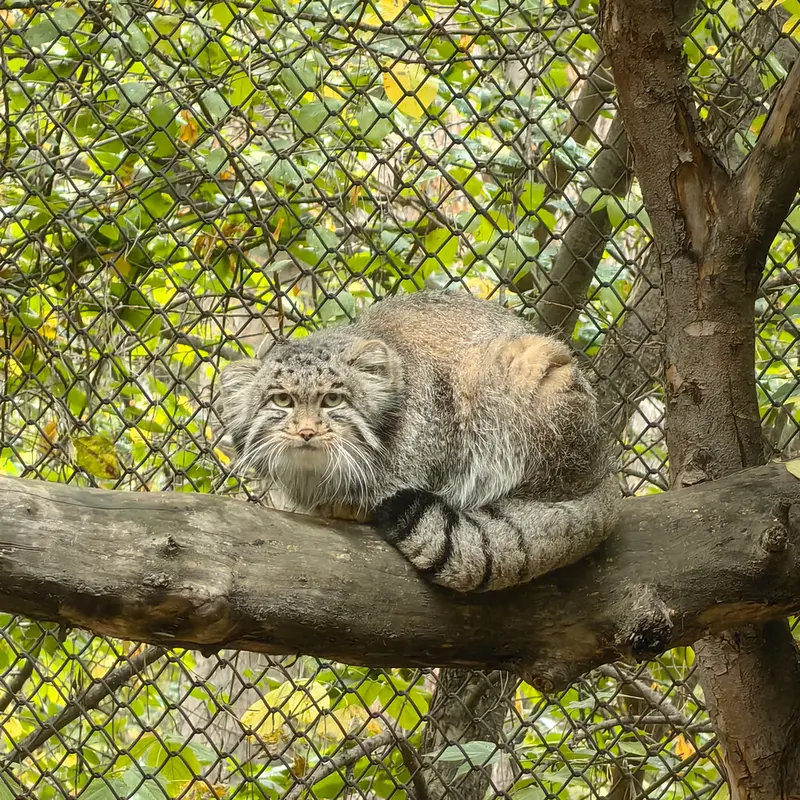 ノヴォシビルスク動物園のグレイの写真