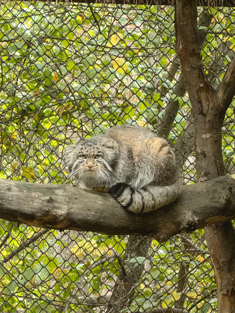 ノヴォシビルスク動物園のグレイの写真