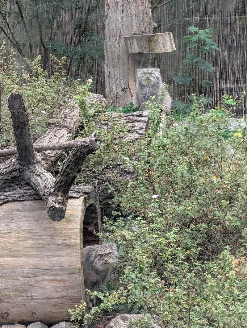 ヴロツワフ動物園のクビとザリナの写真