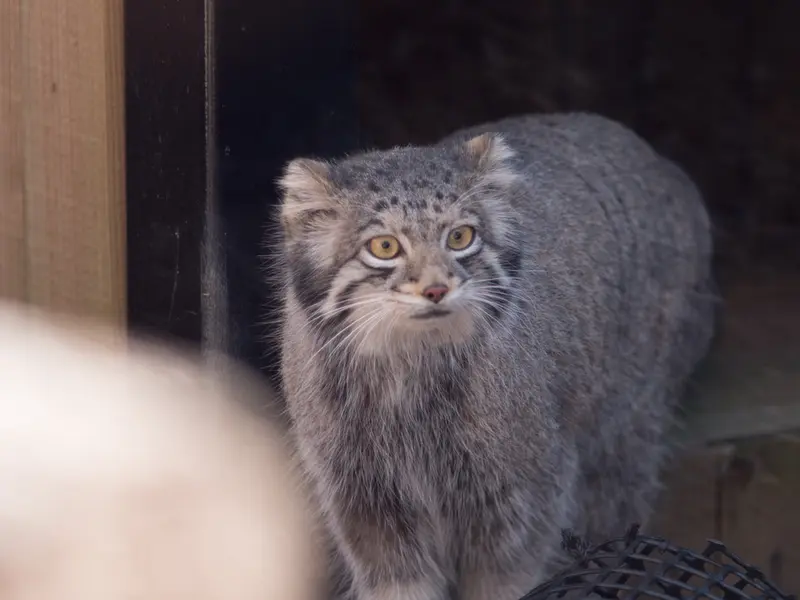 埼玉県こども動物自然公園のオトの写真