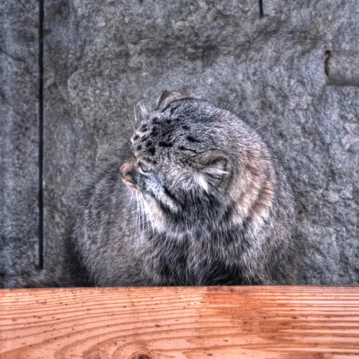 モスクワ動物園のダーライの写真