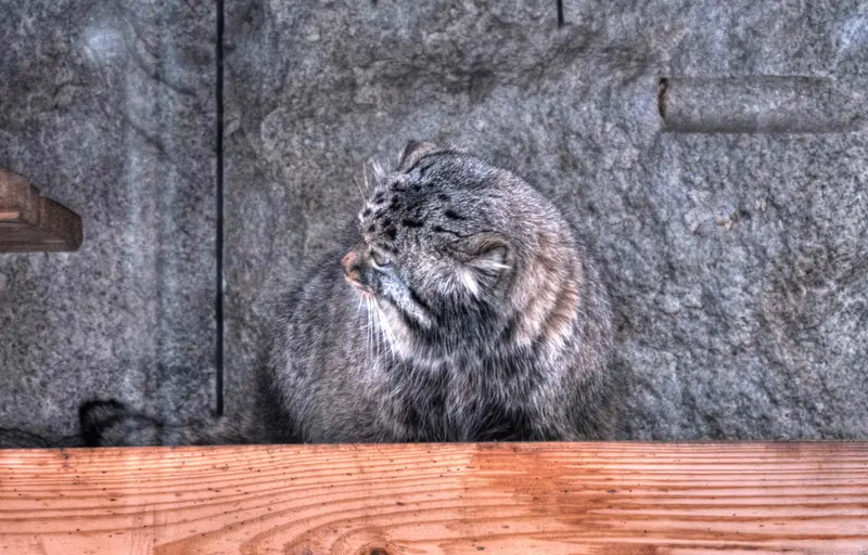 モスクワ動物園のダーライの写真