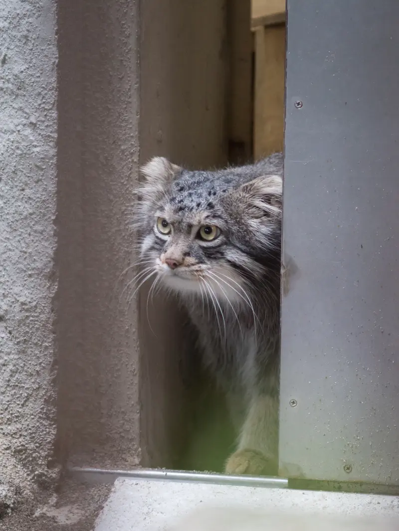 野毛山動物園のフィーガの写真