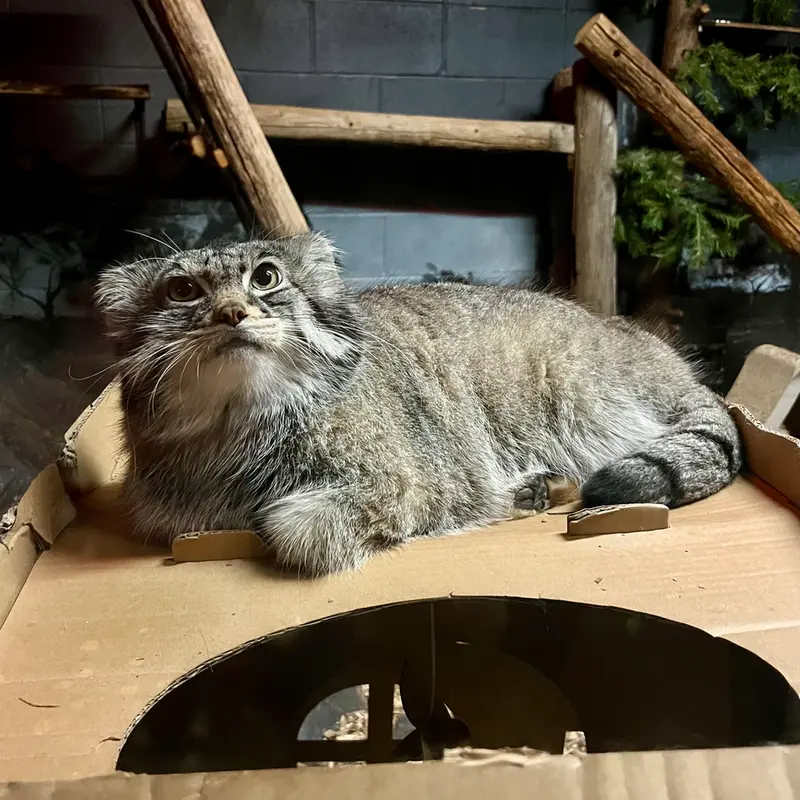 スペリオル湖動物園のパブの写真