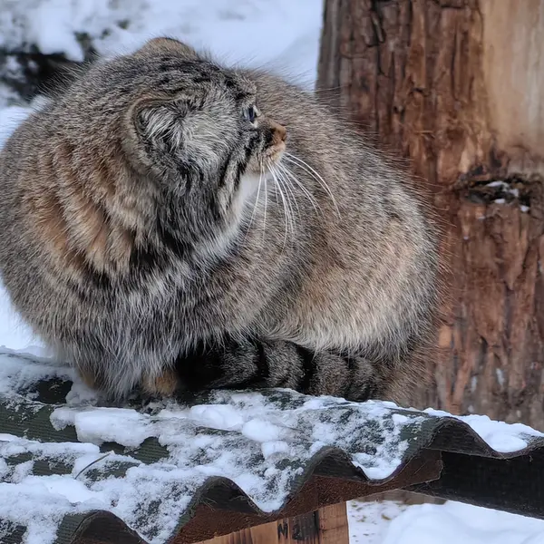 ノヴォシビルスク動物園のゾーシャの写真