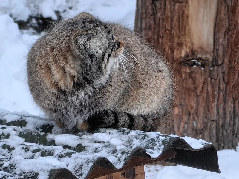ノヴォシビルスク動物園のゾーシャの写真