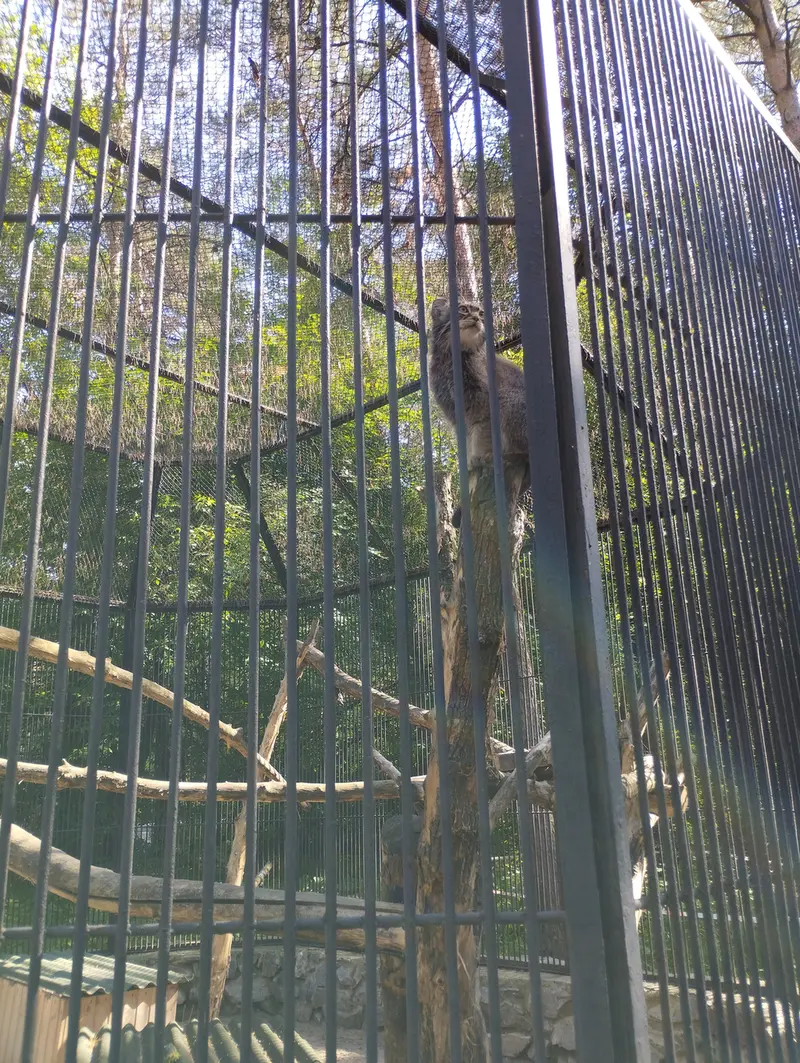 ノヴォシビルスク動物園のマヌルネコの写真