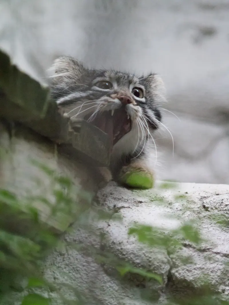 野毛山動物園のフィーガの写真