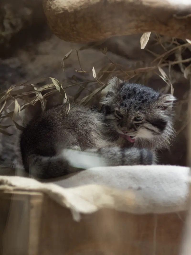 恩賜上野動物園のクリョンの写真