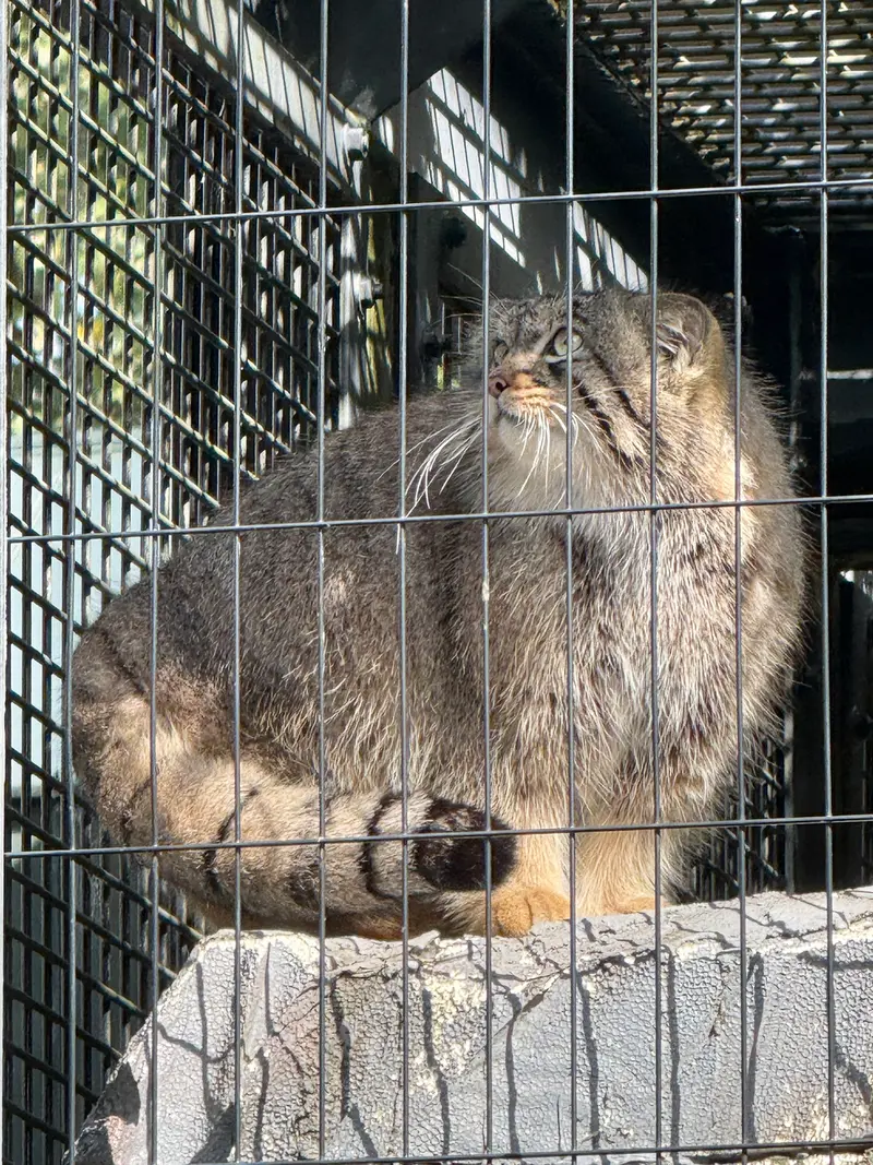 旭山動物園のヒデの写真