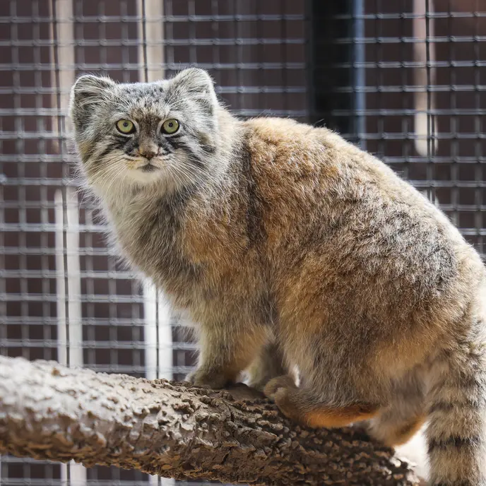 グレートプレーンズ動物園のタシの写真