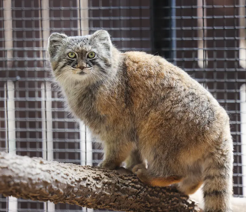 グレートプレーンズ動物園のタシの写真