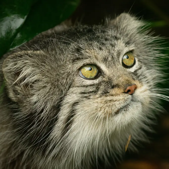 ビッグ・キャット・サンクチュアリのウェイ・シャンの写真