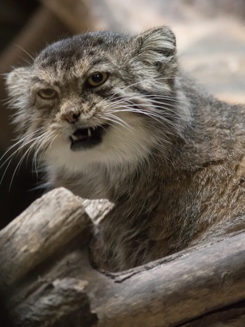 恩賜上野動物園のプリームラの写真