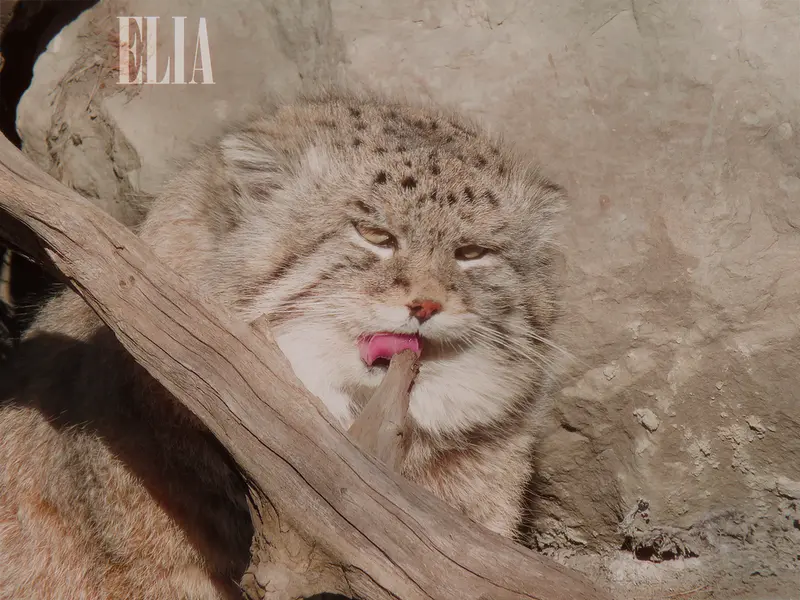 カルガリー動物園 / ワイルダー研究所のオラフの写真
