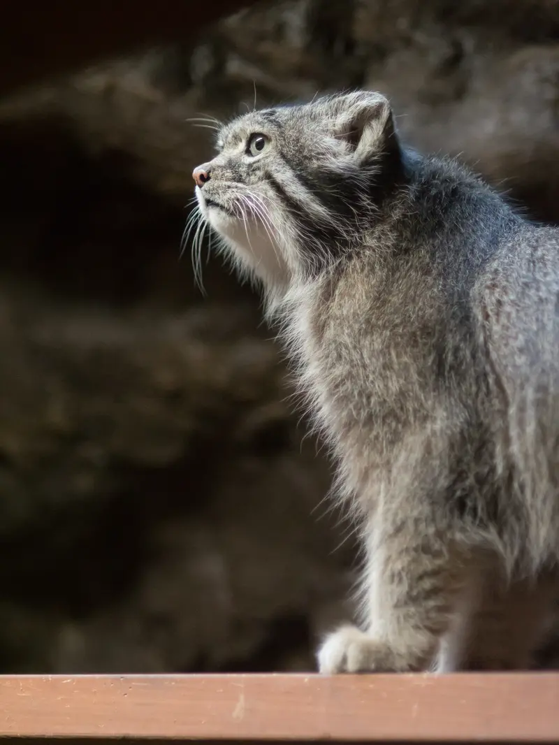 恩賜上野動物園のクリョンの写真