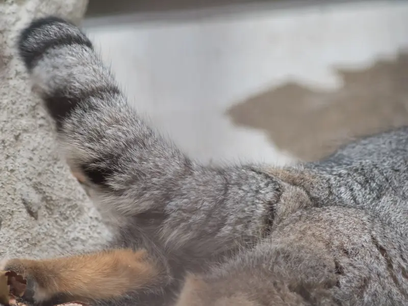 野毛山動物園のフィーガの写真
