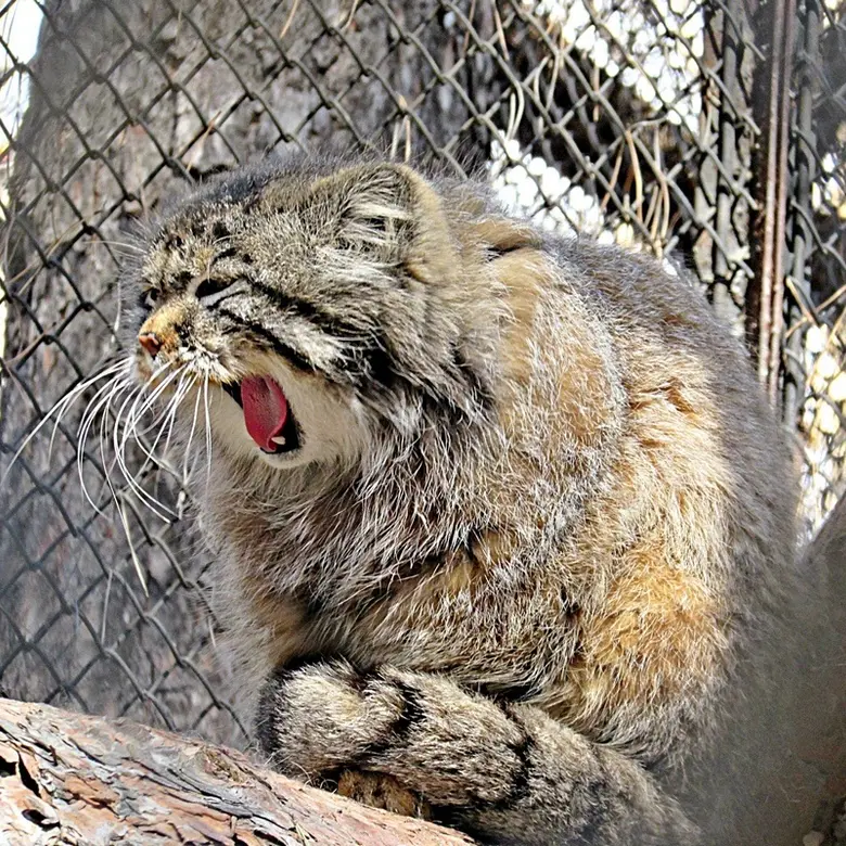 ノヴォシビルスク動物園のゼレノゴルスクの写真