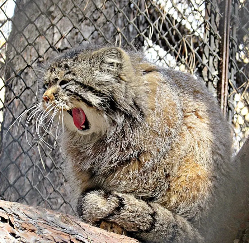 ノヴォシビルスク動物園のゼレノゴルスクの写真