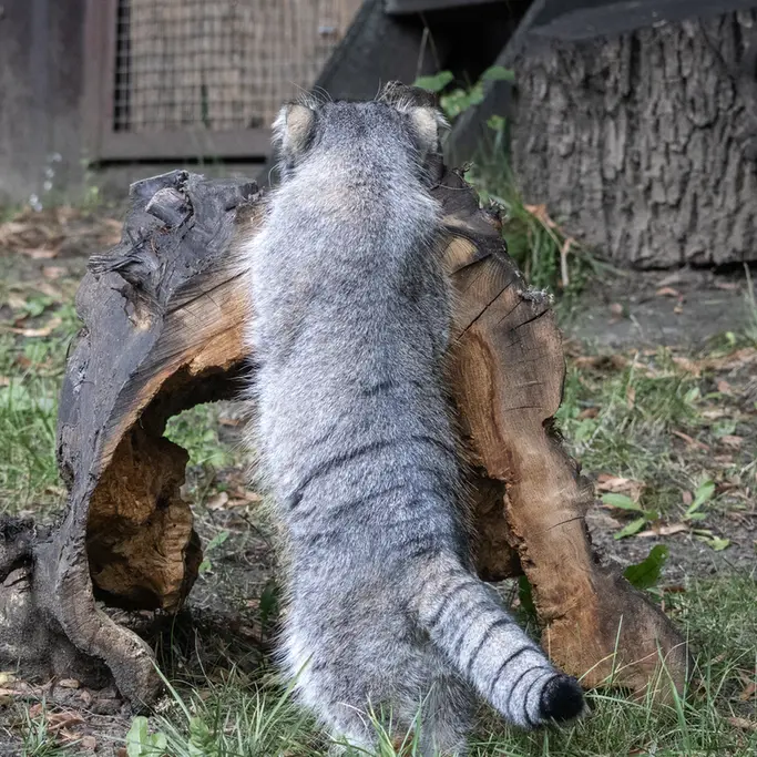 モスクワ動物園のティモフェイの写真