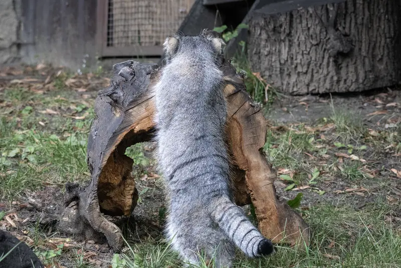 モスクワ動物園のティモフェイの写真