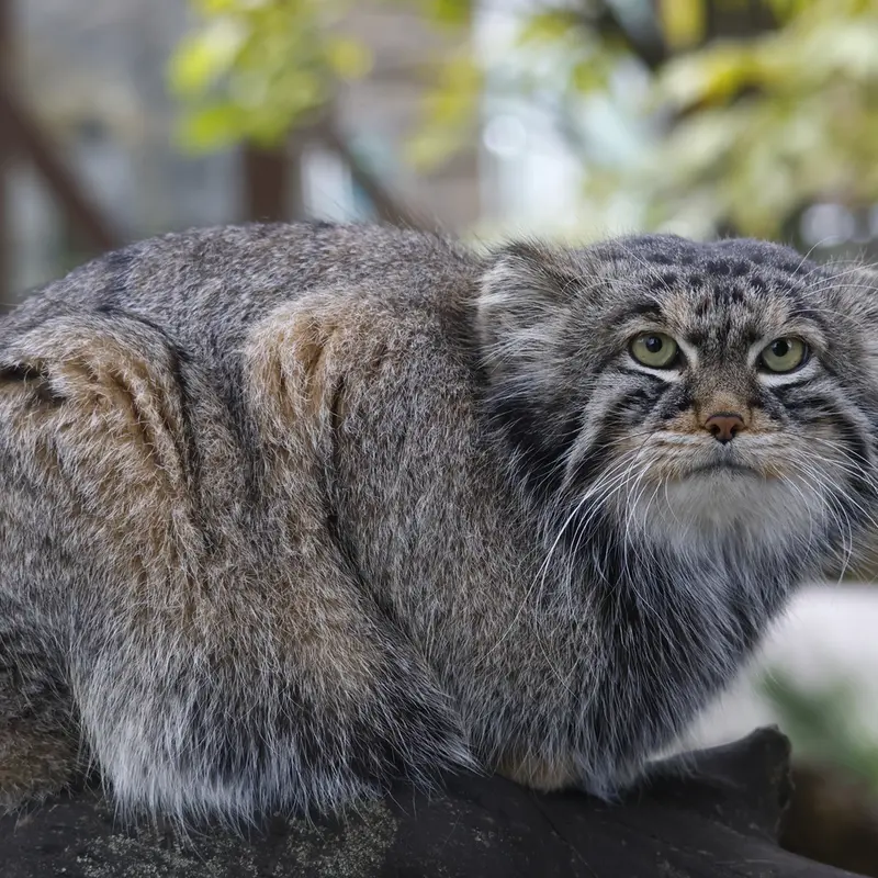 モスクワ動物園のティモフェイの写真