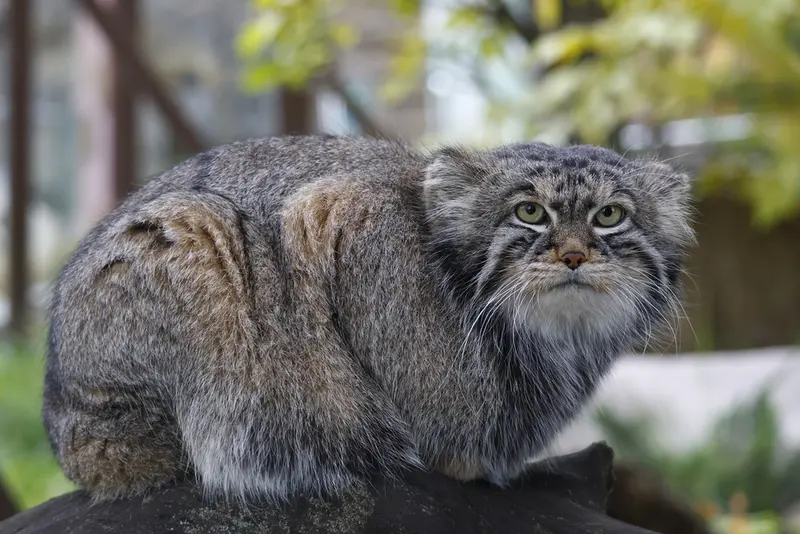モスクワ動物園のティモフェイの写真