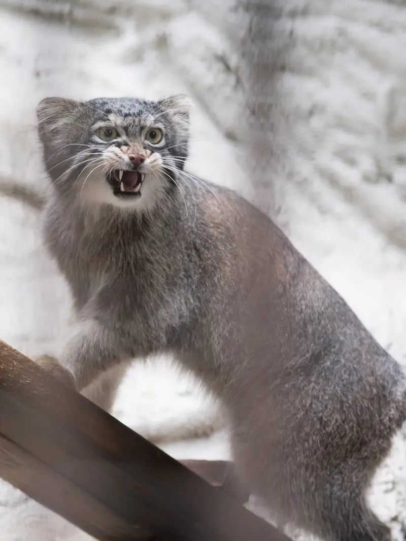 野毛山動物園のフィーガの写真