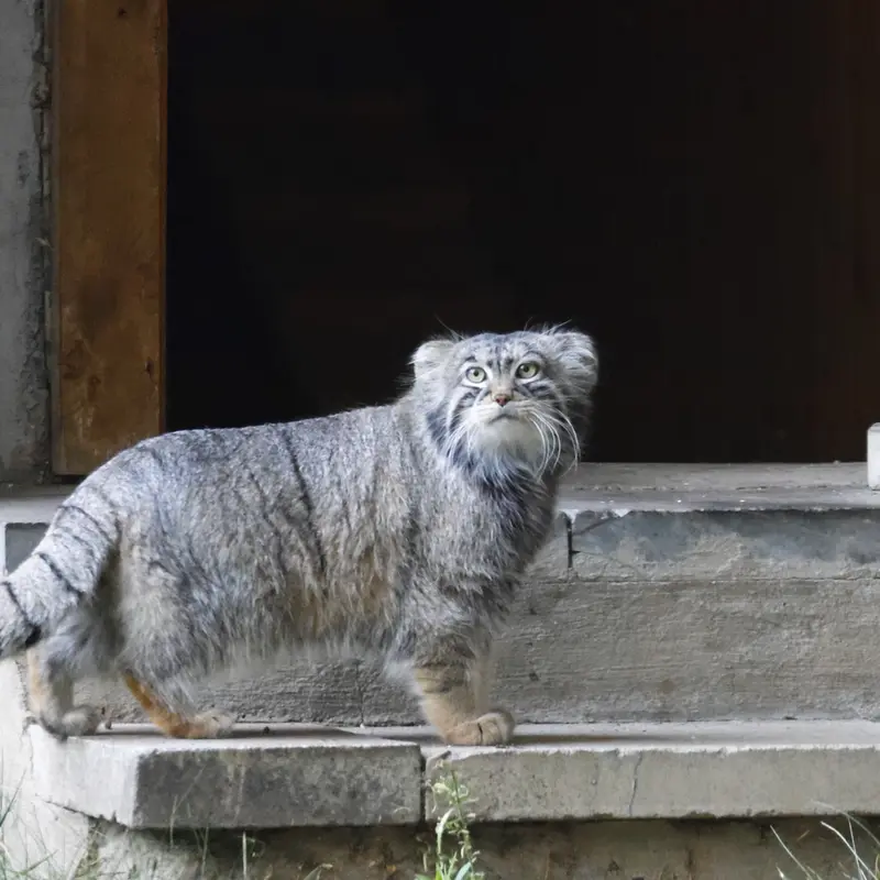 モスクワ動物園のティモフェイの写真