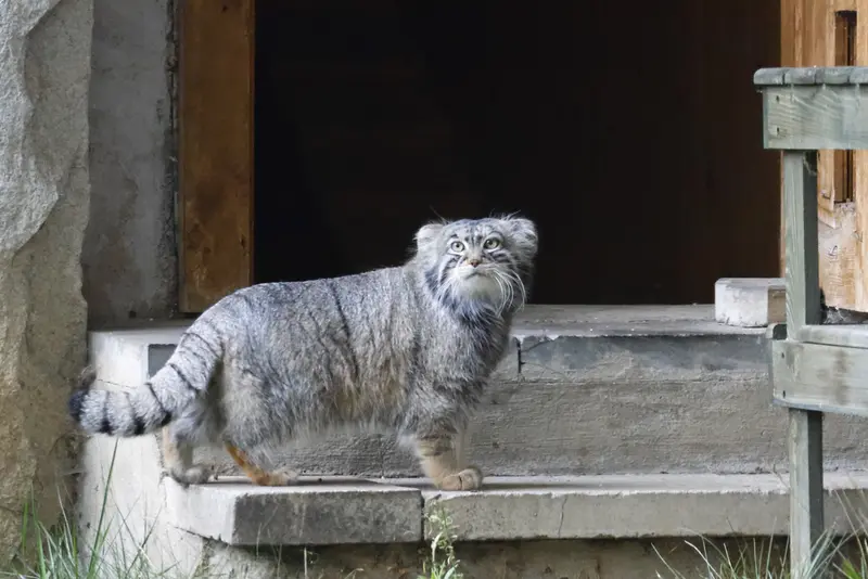 モスクワ動物園のティモフェイの写真