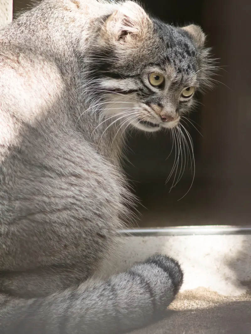 野毛山動物園のフィーガの写真