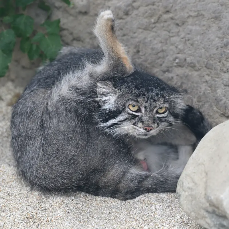 神戸どうぶつ王国のナルの写真