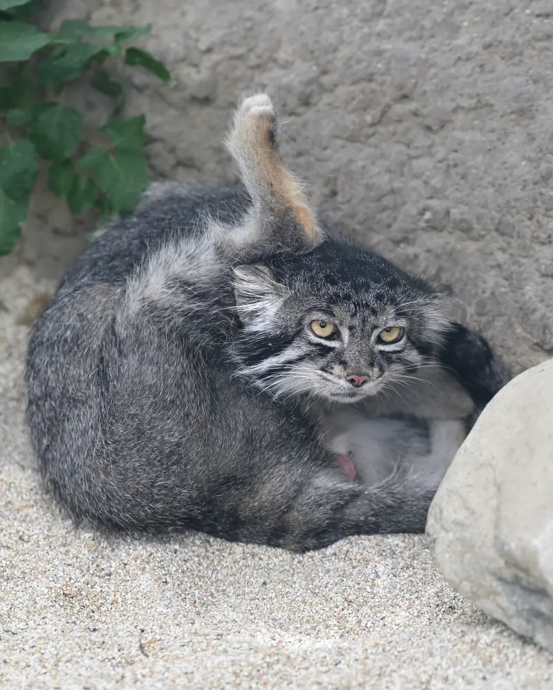 神戸どうぶつ王国のナルの写真