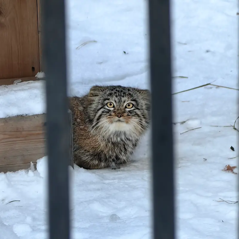 ノヴォシビルスク動物園のアッケムの写真