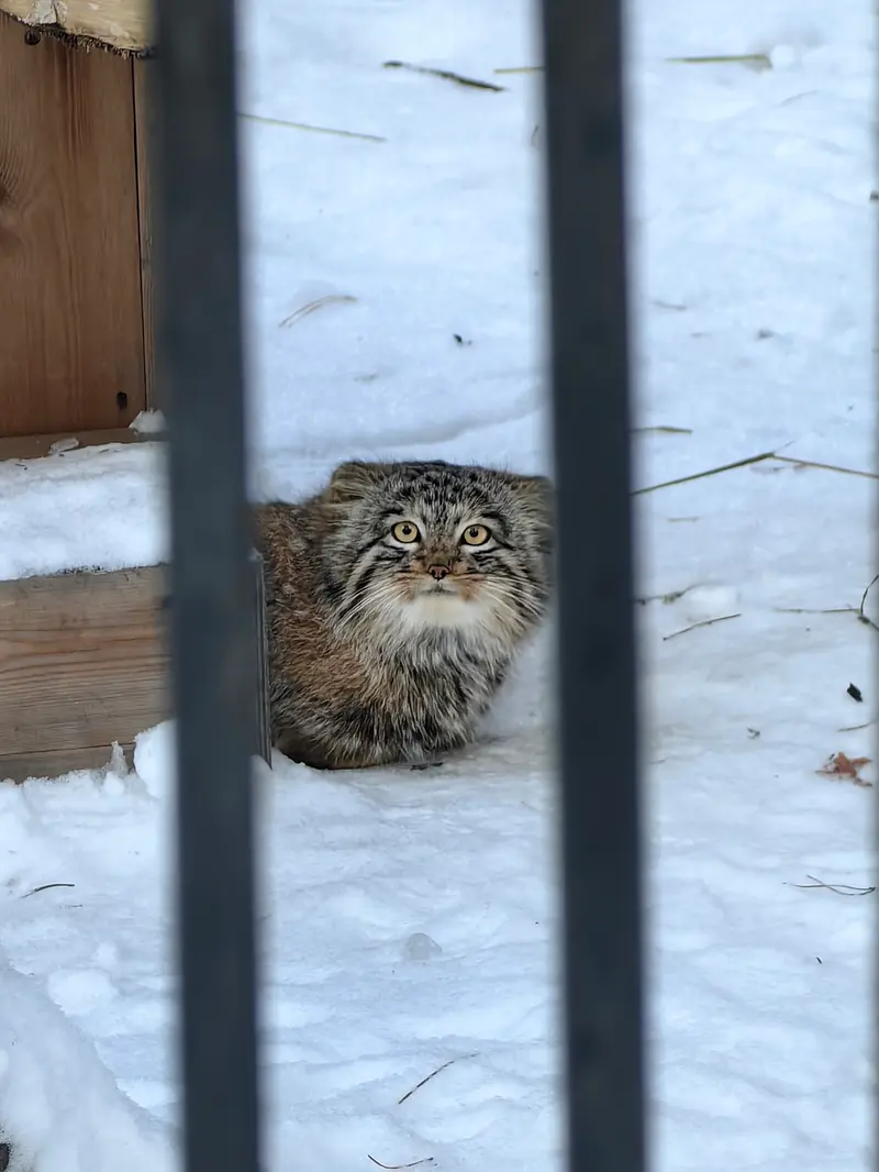 ノヴォシビルスク動物園のアッケムの写真