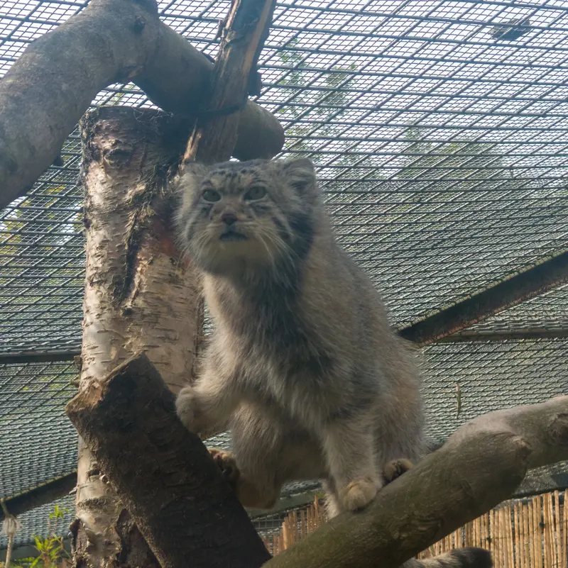 エディンバラ動物園のアキコの写真