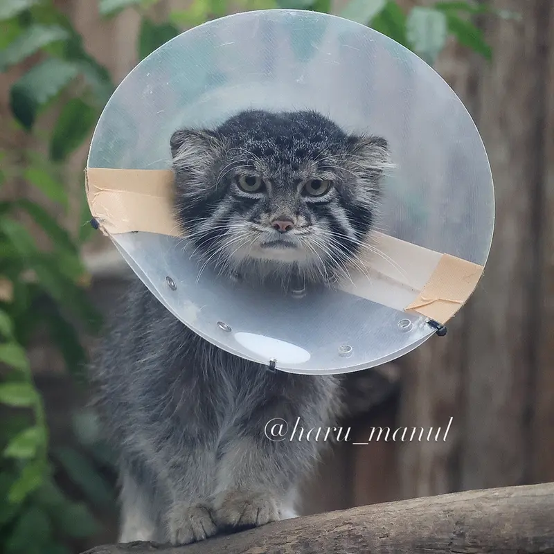神戸どうぶつ王国のナルの写真
