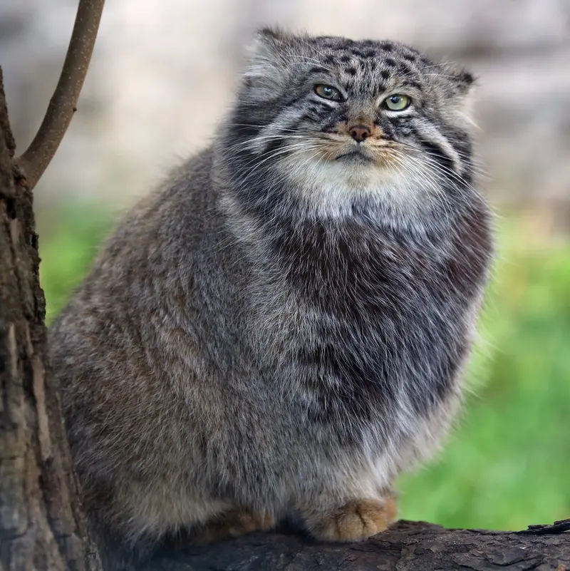 モスクワ動物園のダーライの写真
