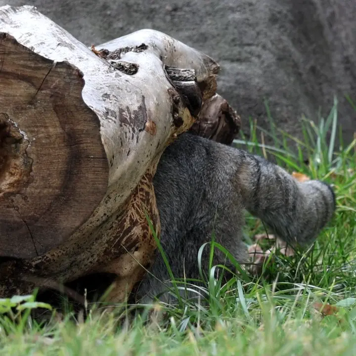 モスクワ動物園のティモフェイの写真