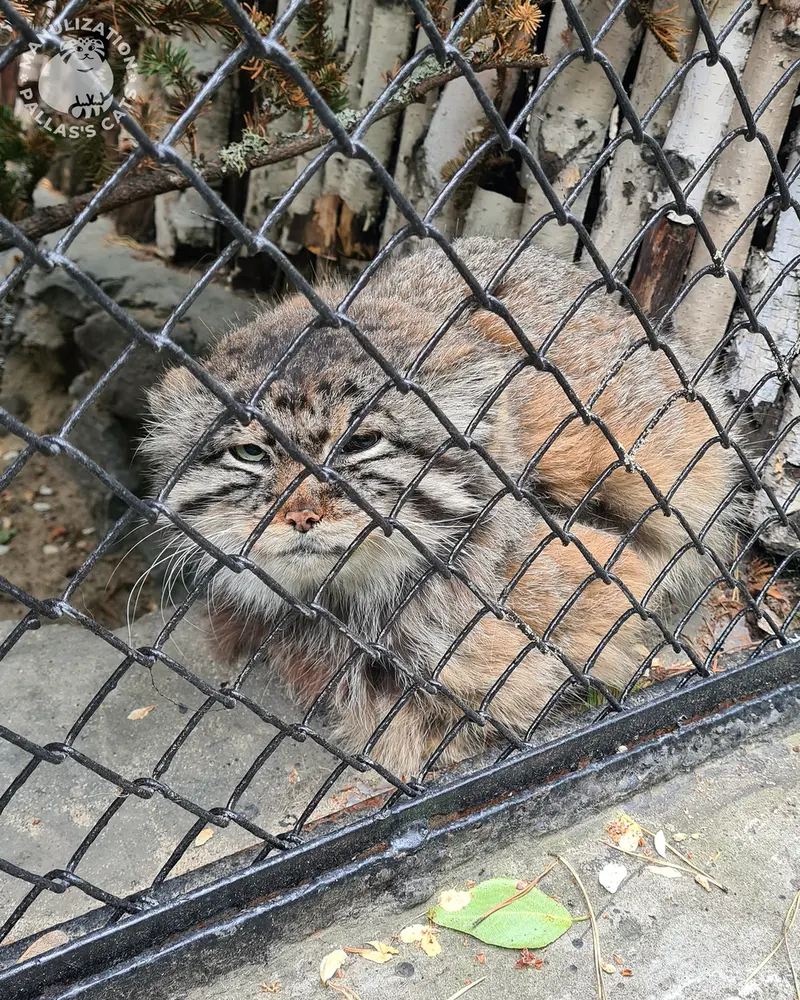 ノヴォシビルスク動物園のゼレノゴルスクの写真